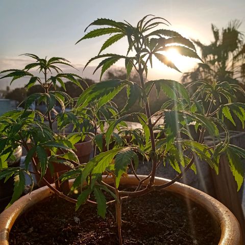 MK 1 growlog timeline photo