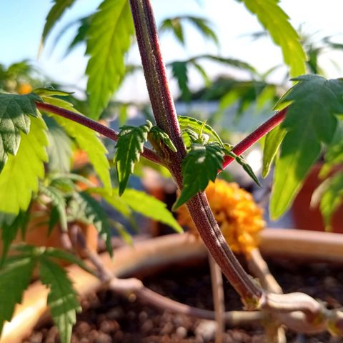 MK 1 growlog timeline photo