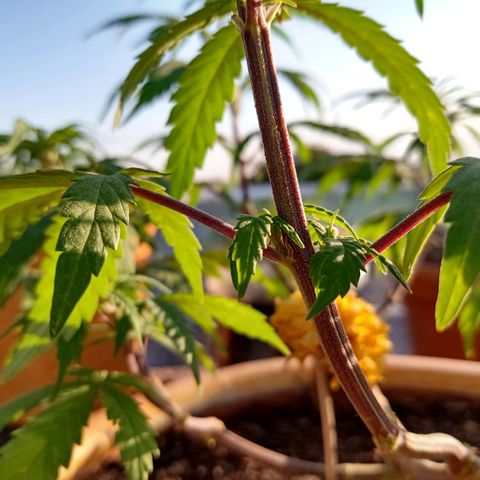 MK 1 growlog timeline photo