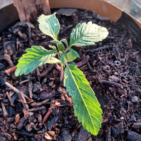 PYK  growlog timeline photo