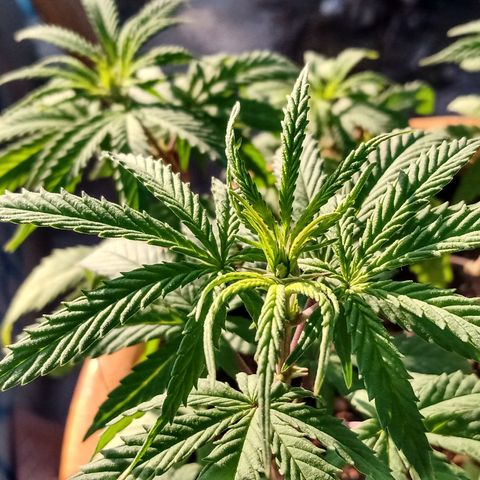 MK 1 growlog timeline photo