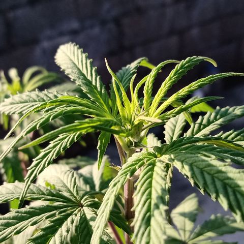 MK 1 growlog timeline photo