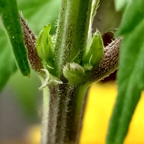 MK 1 growlog timeline photo
