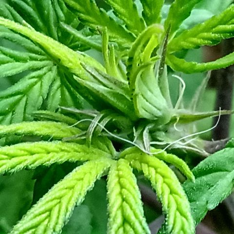 MK 1 growlog timeline photo