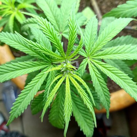 MK 1 growlog timeline photo