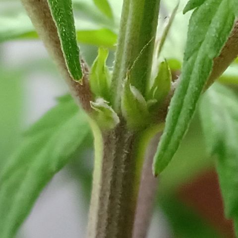MK 1 growlog timeline photo