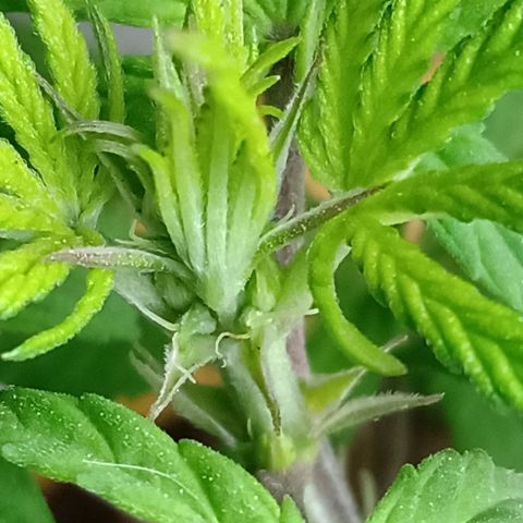 MK 1 growlog timeline photo