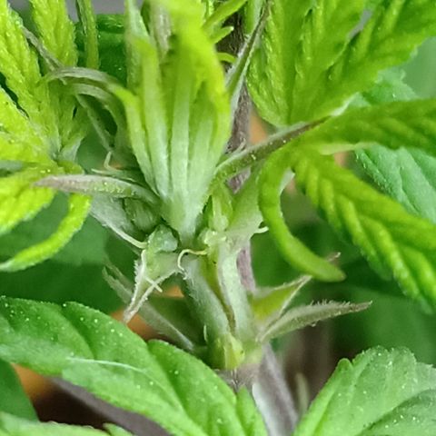 MK 1 growlog timeline photo