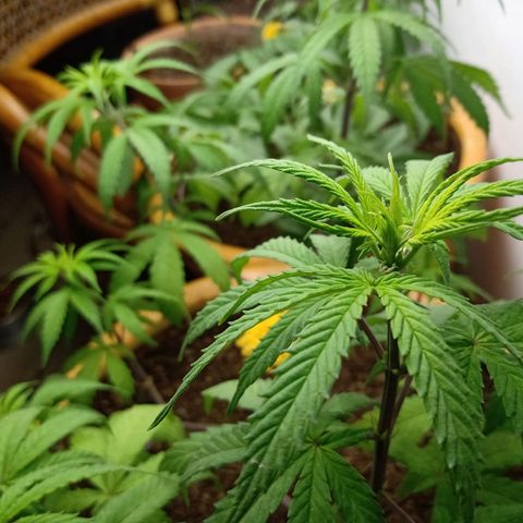 MK 1 growlog timeline photo