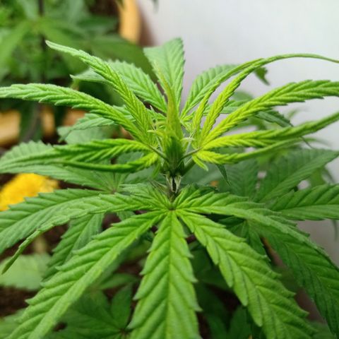 MK 1 growlog timeline photo