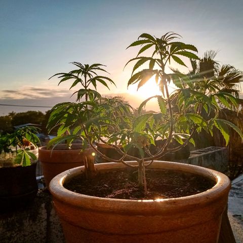 MK 1 growlog timeline photo