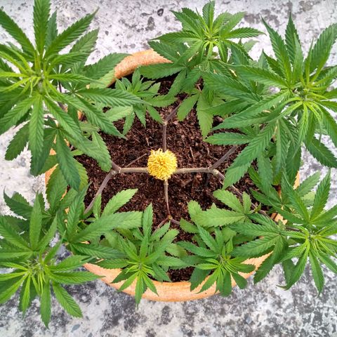 MK 1 growlog timeline photo