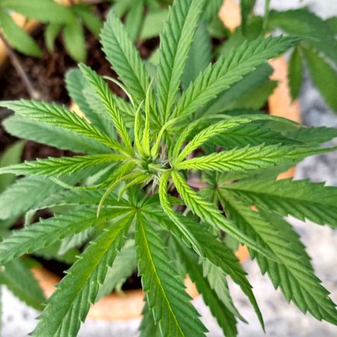 MK 1 growlog timeline photo