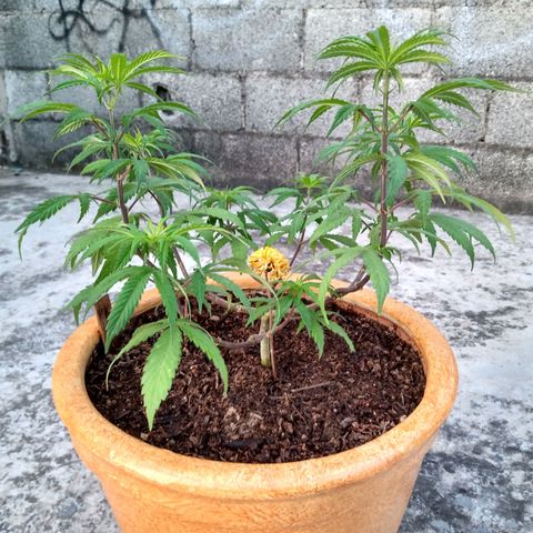 MK 1 growlog timeline photo