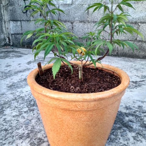 MK 1 growlog timeline photo