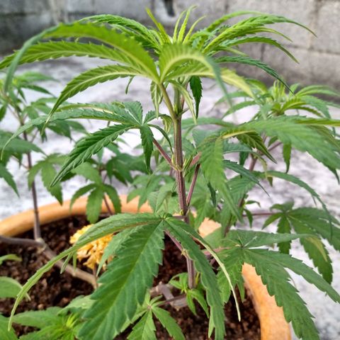MK 1 growlog timeline photo