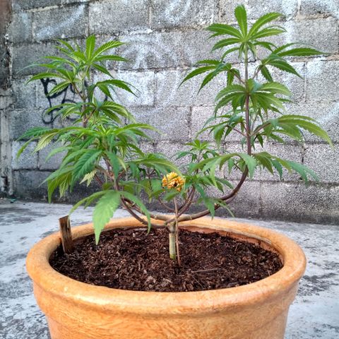 MK 1 growlog timeline photo