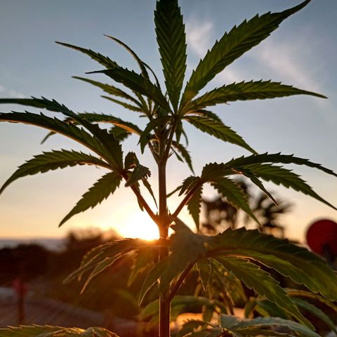 MK 1 growlog timeline photo