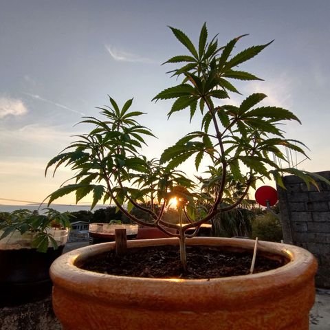 MK 1 growlog timeline photo