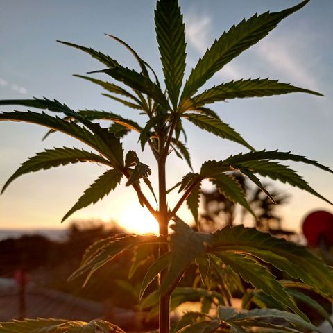 MK 1 growlog timeline photo