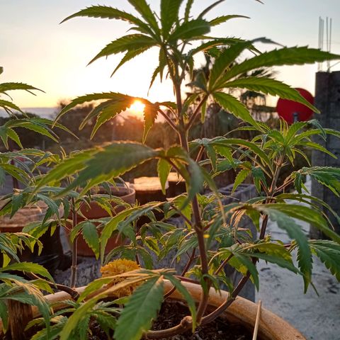 MK 1 growlog timeline photo