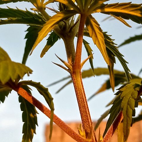 MK 1 growlog timeline photo