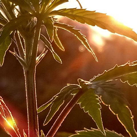 MK 1 growlog timeline photo