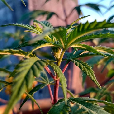 MK 1 growlog timeline photo