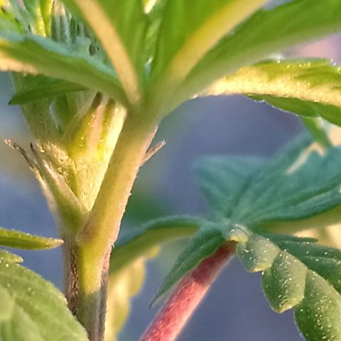MK 1 growlog timeline photo