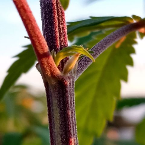 MK 1 growlog timeline photo