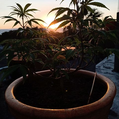 MK 1 growlog timeline photo