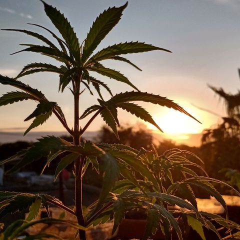 MK 1 growlog timeline photo
