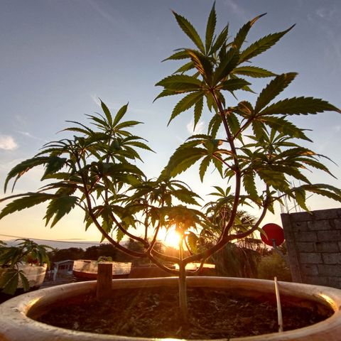 MK 1 growlog timeline photo
