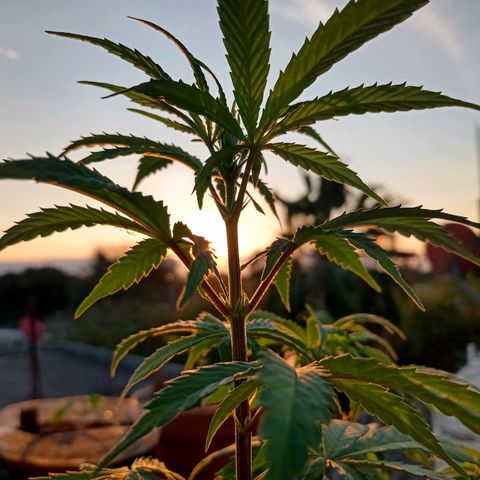 MK 1 growlog timeline photo