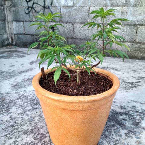 MK 1 growlog timeline photo