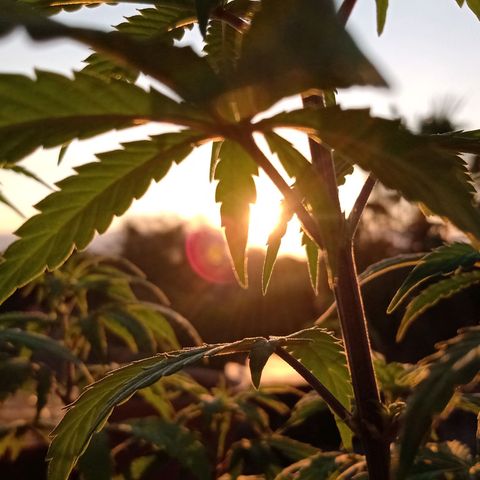 MK 1 growlog timeline photo