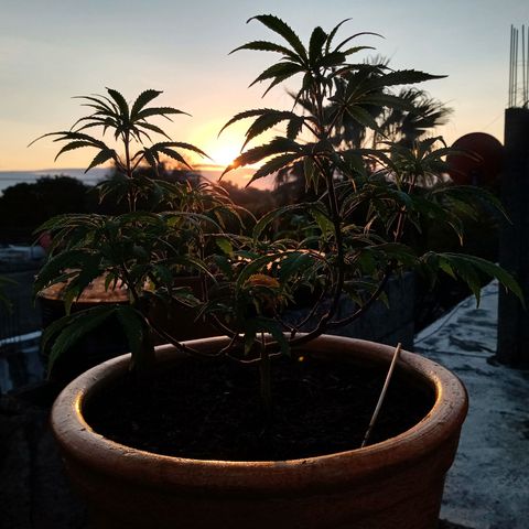 MK 1 growlog timeline photo