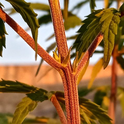 MK 1 growlog timeline photo
