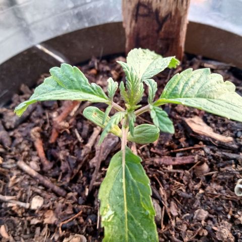 PYK  growlog timeline photo