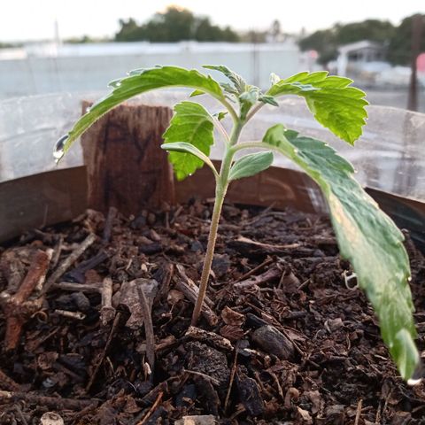 PYK  growlog timeline photo
