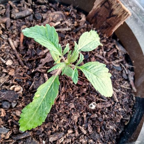 PYK  growlog timeline photo
