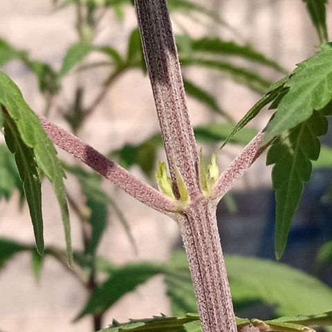 MK 1 growlog timeline photo