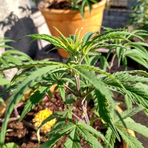 MK 1 growlog timeline photo