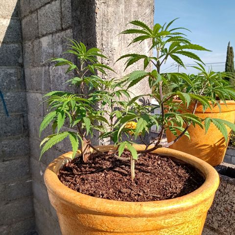 MK 1 growlog timeline photo