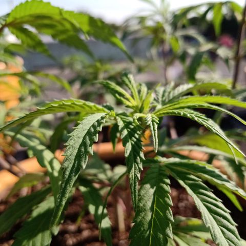 MK 1 growlog timeline photo
