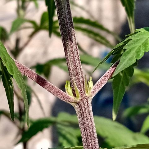 MK 1 growlog timeline photo