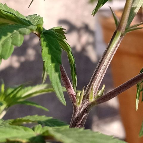 MK 1 growlog timeline photo