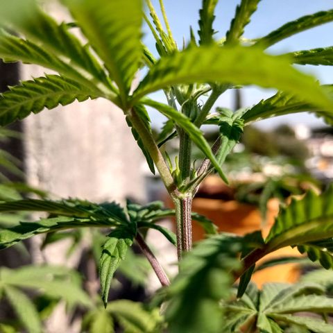 MK 1 growlog timeline photo