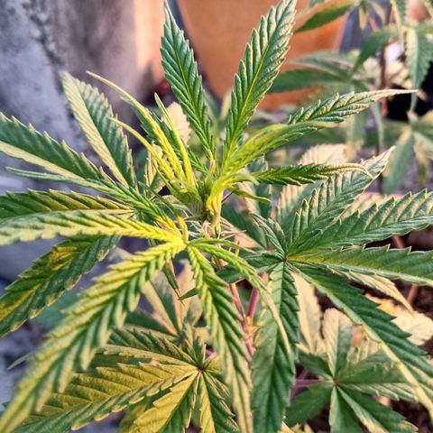 MK 1 growlog timeline photo
