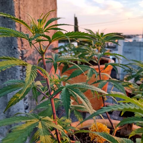MK 1 growlog timeline photo